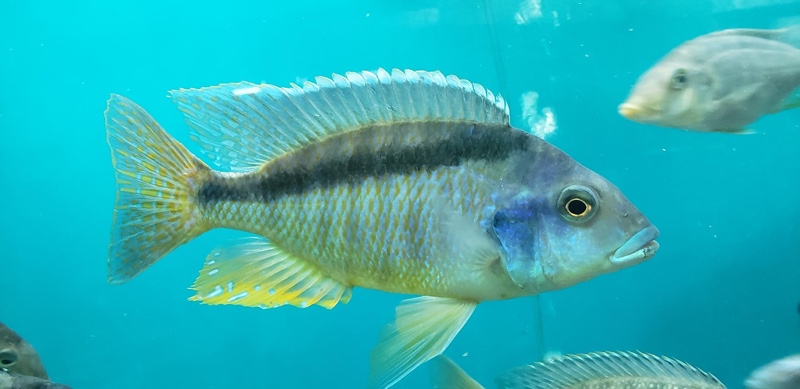 Mylochromis melanonotus 'Luwala Reef'